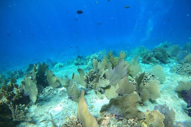 Bavarian Fiesta Snorkel Activity in Glass Bottom Boat at San Miguel de Cozumel - Price and value: what $117.09 buys you in real terms