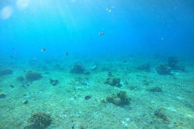 Bavarian Fiesta Snorkel Activity in Glass Bottom Boat at San Miguel de Cozumel - South-side itinerary: shipwrecks, reef, and El Cielo starfish time