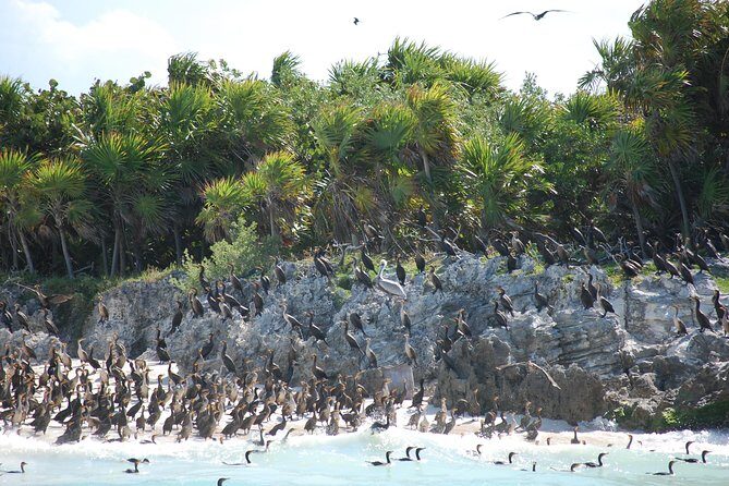 Beach Escape: Isla Contoy and Isla Mujeres with Snorkeling. - Lunch and Drinks: Included Meal, Island Vibe, and Tikin Xic Fish