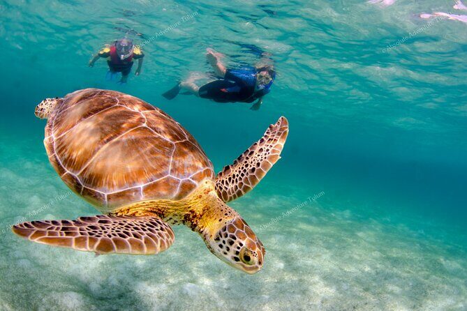 Bestseller! Tulum Private Tour with Turtles and Cenote Snorkeling - Lunch in the Jungle: A La Carte Means You Eat What You Want