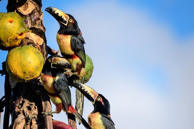 Bird Watching in Sian Ka´an Muyil - Who should book this birding day (and who might not)