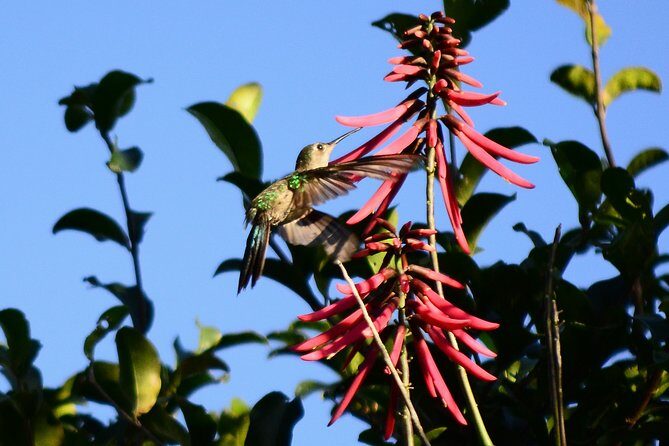 Bird Watching in Sian Ka´an Muyil - Should you book Bird Watching in Sian Ka’an Muyil?