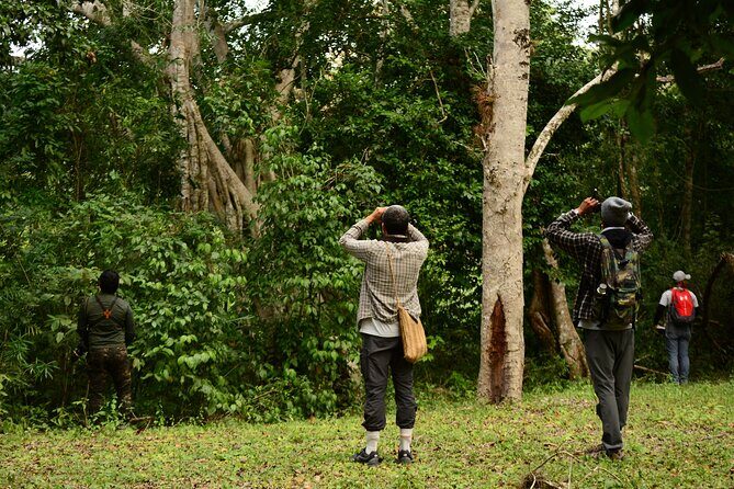 Birdwatching in Coba from Tulum - Shared Group Tour - Price and value: why $149 can work if you love birds