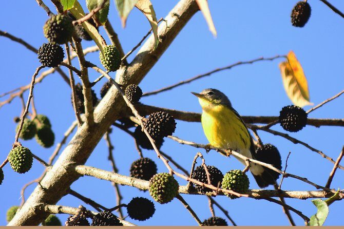Birdwatching in Coba from Tulum - Shared Group Tour - Stop 2 at Cobá village and lagoon: the best chance for variety