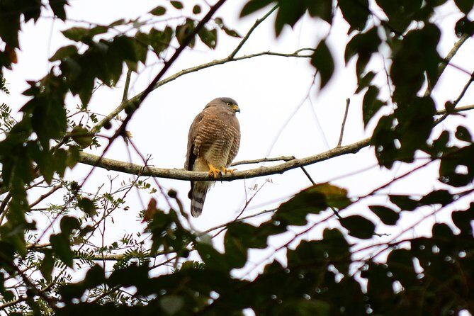 Birdwatching in Coba from Tulum - Shared Group Tour - Stop 3: Zona Arqueológica de Cobá birding for real