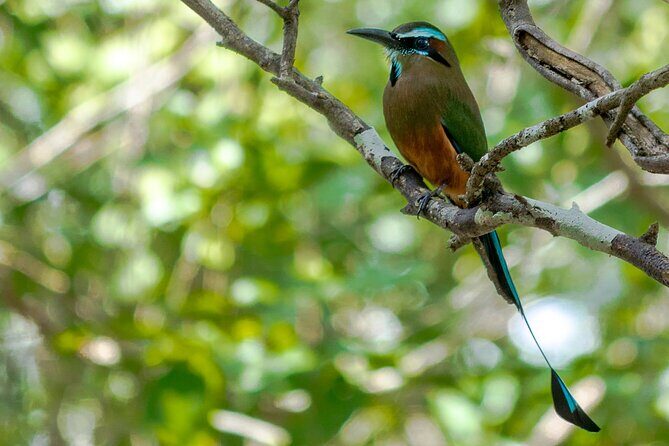 Birdwatching in Coba from Tulum - Shared Group Tour - Lunch in a Mayan home: why it matters beyond the food