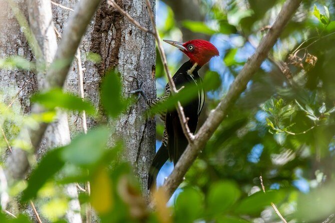 Birdwatching in Coba from Tulum - Shared Group Tour - Getting to Cobá from the Tulum area without losing the morning