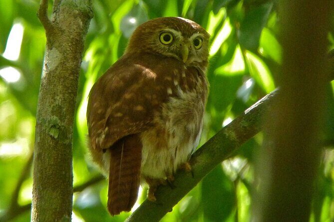 Birdwatching in Sian Ka´an Muyil from Tulum - Shared Group Tour - Lake Chunyaxche boat and lazy float option (extra cost)