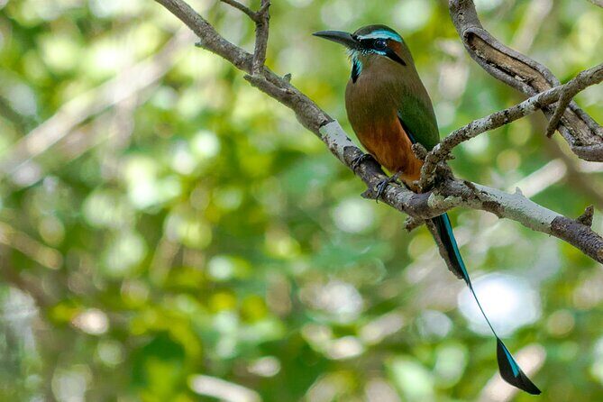 Birdwatching in Sian Ka´an Muyil from Tulum - Shared Group Tour - Budget check: what $119 includes and where the real extras start