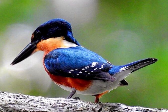 Birdwatching in Sian Ka´an Muyil from Tulum - Shared Group Tour - Muyil village morning: briefing, breakfast, and bird hotspots