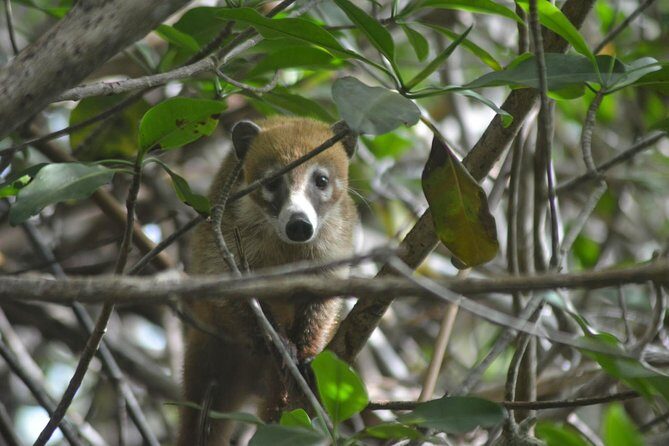 Birdwatching Sian Ka'an Biosphere Reserve - Seasonality: why endemic and migratory birds can change day to day