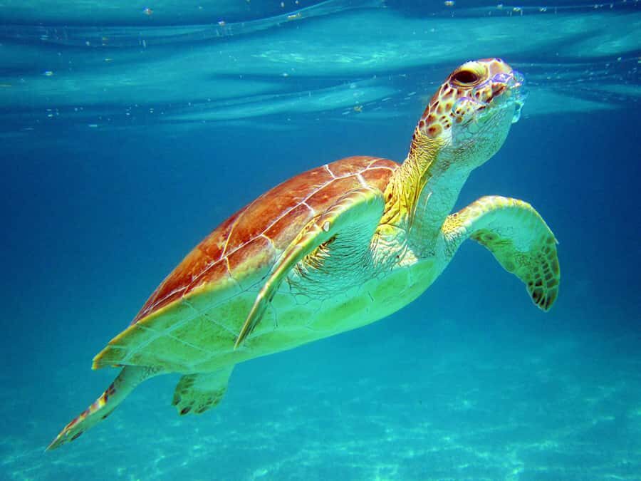 Cancun: Snorkeling tour with Sea Turtles & Cenote, half day. - Key things to know before you go