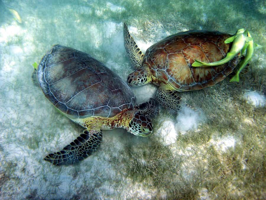 Cancun: Snorkeling tour with Sea Turtles & Cenote, half day. - Snorkeling with sea turtles in Akumal Bay: what to expect
