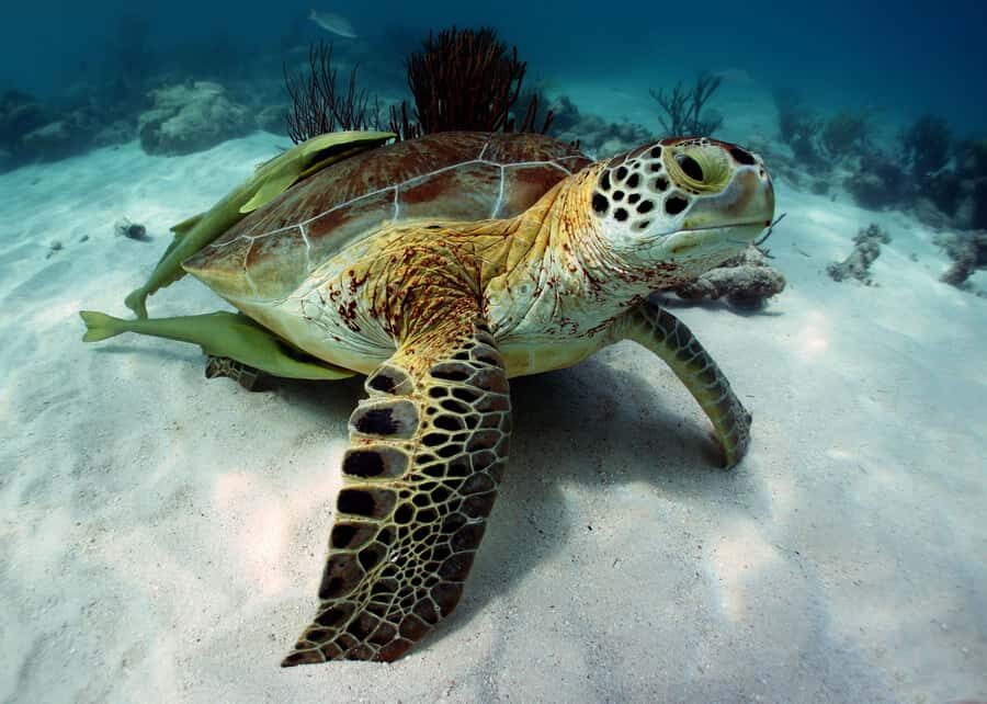 Cancun: Snorkeling tour with Sea Turtles & Cenote, half day. - Group tour feel and language support that actually matters