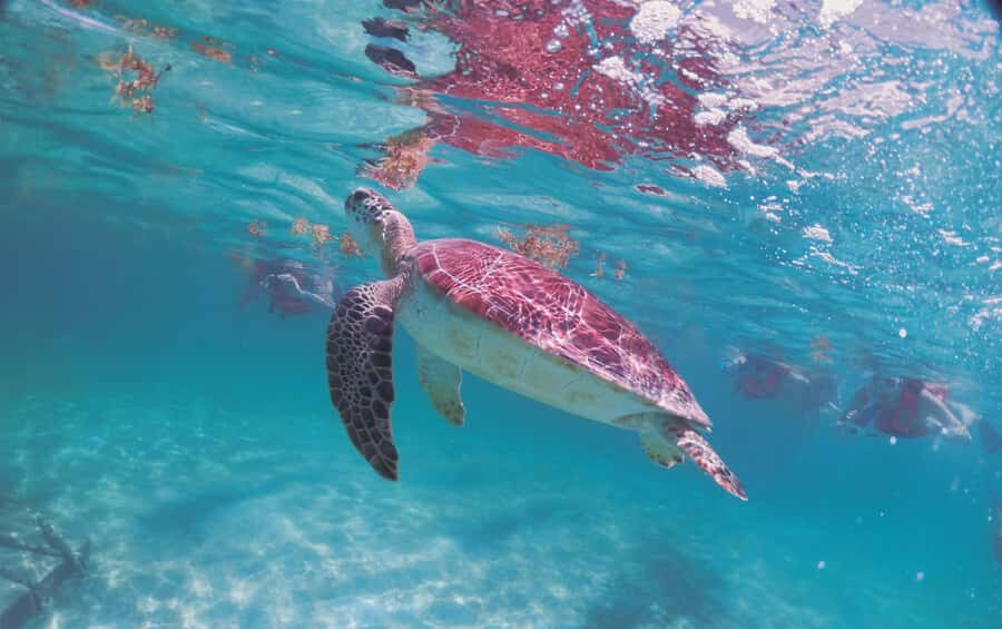 Cancun: Snorkeling tour with Sea Turtles & Cenote, half day. - What to bring (and what makes the day easier)