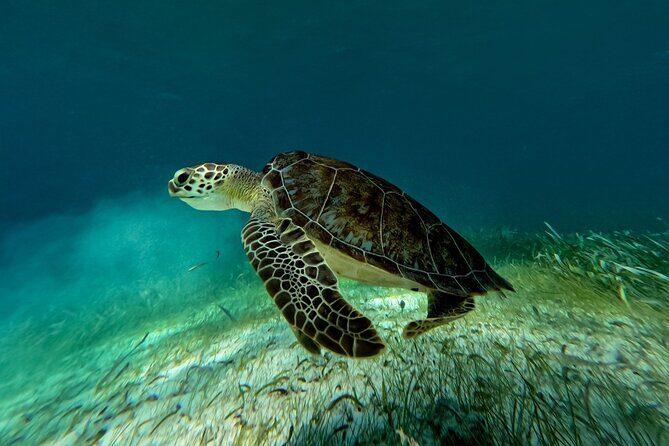 Catamaran Cruise in Riviera Maya With Snorkeling & Beach Club - The Free Maroma Beach Access: A Nice Bonus With Real Limits