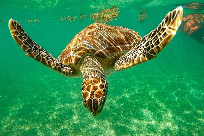Cenote and Swimming with Turtles Private Tour in Akumal - Key Highlights You’ll Care About