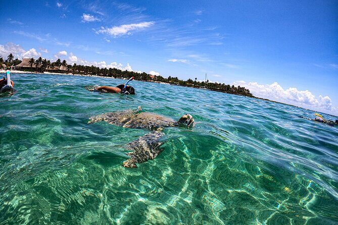 Cenote and Swimming with Turtles Private Tour in Akumal - Who This Tour Fits Best (And Who Might Skip It)