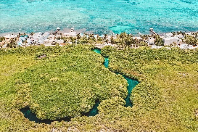 Cenote Paddleboarding and Snorkeling in Tulum - Snorkeling between mangroves: seeing the cenote life up close