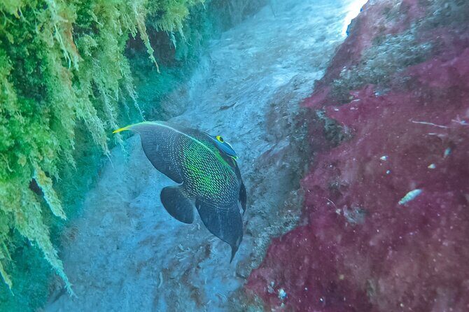 Cenote; Snorkeling and Photos with Colorful Fish - FAQ