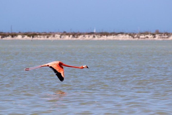 Cenote Suytun & Rio Lagartos & Las Coloradas - A 12-hour Yucatán nature run from Playa del Carmen