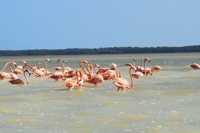 Cenote Suytun & Rio Lagartos & Las Coloradas - Rio Lagartos mangroves: birds, wildlife, and flamingoes