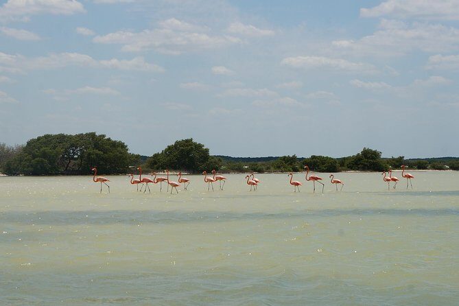Cenote Suytun & Rio Lagartos & Las Coloradas - Price and logistics: what you’re actually paying for