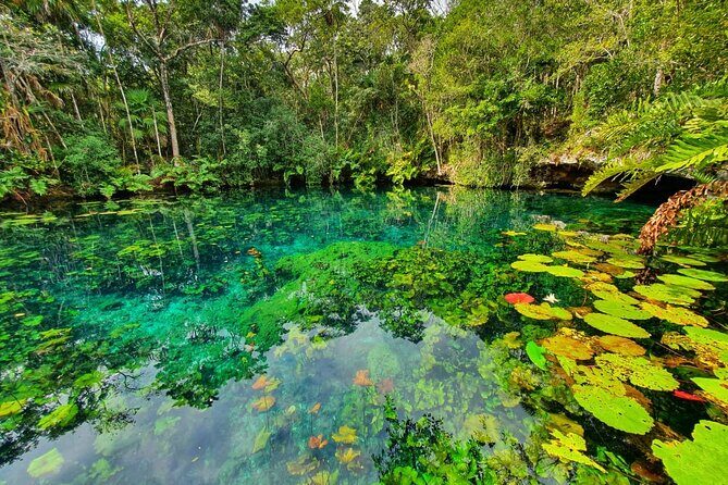 Cenotes trail jungle bike tour in Tulum with lunch - Price check: why $119 feels fair (and when it might not)