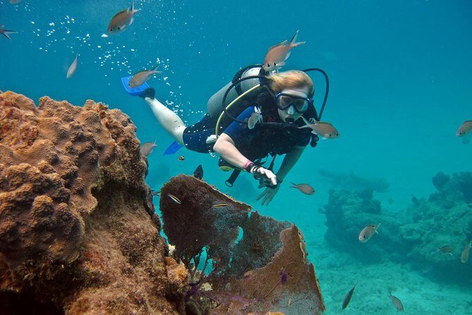 Chankanaab Cozumel Scuba Diving - Parque Nacional Arrecifes de Cozumel: Why the Location Improves Your Chances