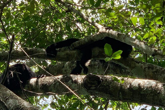 Coba Ruins and Punta Laguna Monkey Reserve Day Tour from Tulum - Guides and group size: why names matter on a tour like this
