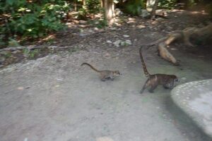 Cobá Ruins Tour (Private, Half Day) - Getting to Cobá: walk or bike through the jungle