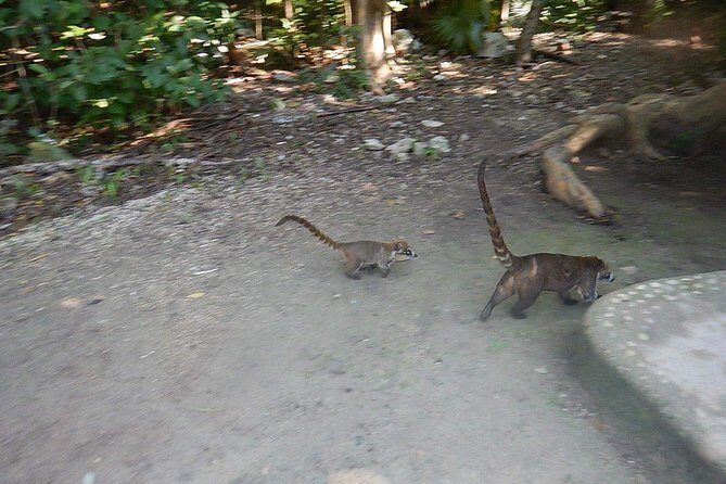 Cobá Ruins Tour (Private, Half Day) - Getting to Cobá: walk or bike through the jungle