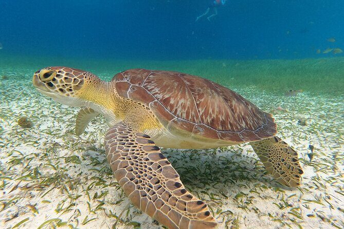 Colombia, Palancar & Cielo Cozumel Snorkel Tour - When Reefs Change Due to Swells or Closures