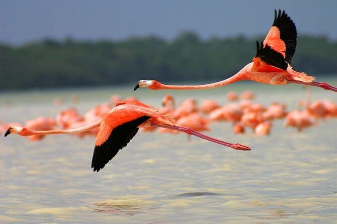 Coloradas Pink Lagoon Adventure from Playa del Carmen and Riviera Maya - Transportation from Playa del Carmen: the long drive reality
