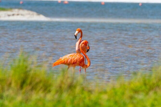 Coloradas Pink Lagoon Adventure from Playa del Carmen and Riviera Maya - Price and value: what you’re really paying for