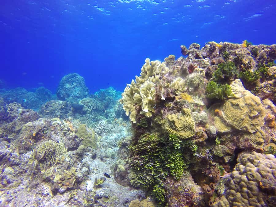Cozumel Catamaran Snorkeling Tour & lunch - Gear rules and what to bring: Small changes that make the day easier