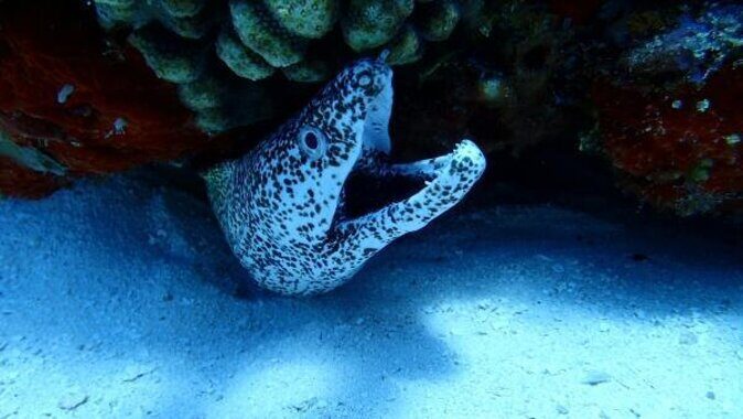 Cozumel Coral Reef Snorkeling by Glass Bottom Boat with Guide - First Step: Getting To El Cid La Ceiba And What To Bring