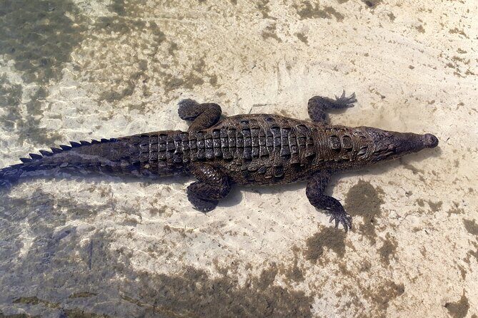 Cozumel National Park and Beach Break: Private Tour - San Miguel de Cozumel: Old Church, Clock Tower, and Shopping Time