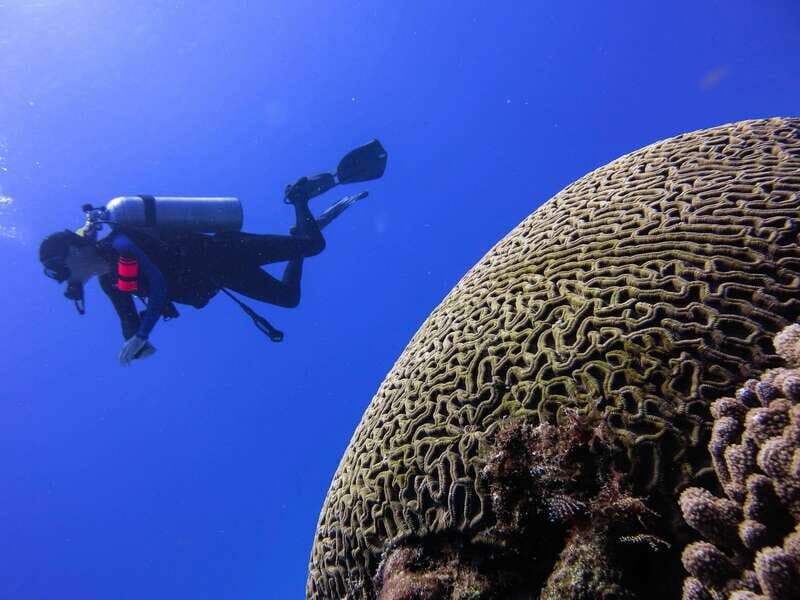 Cozumel: One Tank Scuba Dive and Full Chankanaab Park Access - FAQ