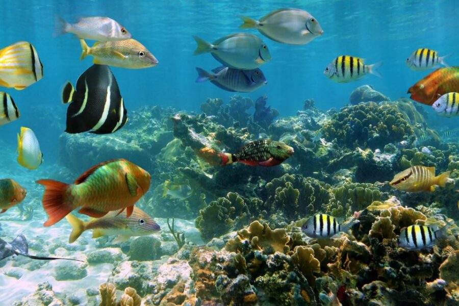 Cozumel: One Tank Scuba Dive and Full Chankanaab Park Access - Chankanaab Park After Your Session: Beach Time That Actually Feels Like a Vacation