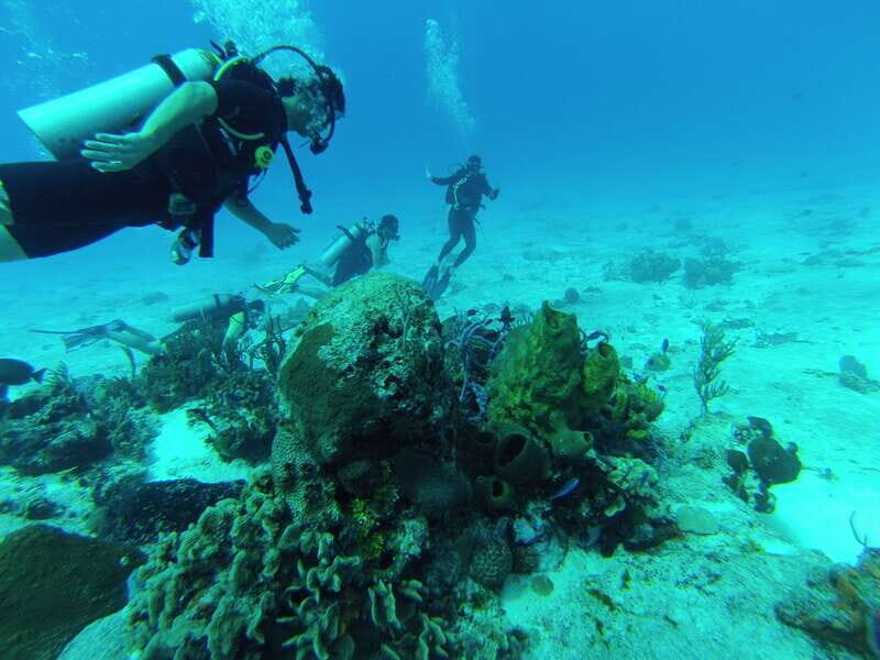 Cozumel: One Tank Scuba Dive and Full Chankanaab Park Access - Price and Value: How the $63 Works in Real Life