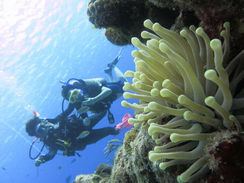 Cozumel: One Tank Scuba Dive and Full Chankanaab Park Access - Should You Book This Cozumel One-Tank + Chankanaab Park Tour?