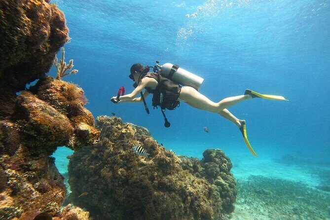 Cozumel Scuba Dive at Chankanaab - Price and Value: $85 Plus the $11 Marine Park Fee