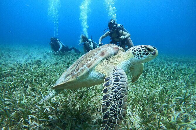 Cozumel Scuba Dive at Chankanaab - The 2-Hour One Tank Plan: How the Timing Usually Feels