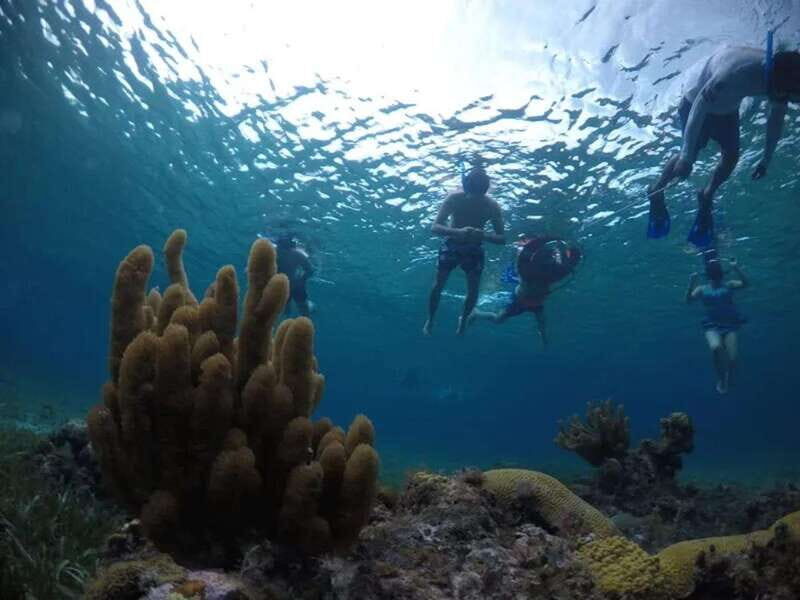 Cozumel: snorkeling on reefs + visit to "El Cielo" - El Cielo sandbar: starfish viewing plus manta-ray protection rules