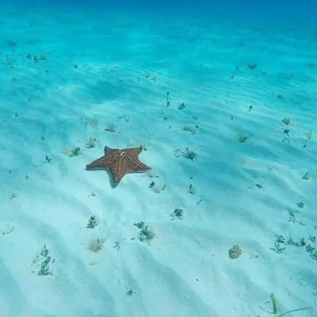 Cozumel: snorkeling on reefs + visit to "El Cielo" - What’s included on board: shaded time, disinfected gear, and real food