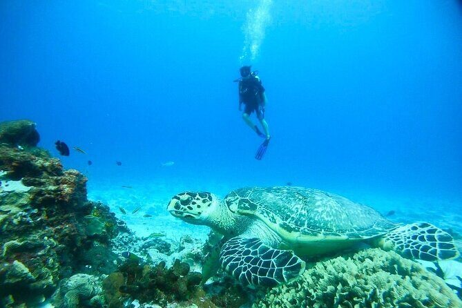 Cozumel Snorkeling Tour: Palancar, Columbia and El Cielo Reefs - Your Guided Stops: From Palancar to Starfish at Playa el Cielo