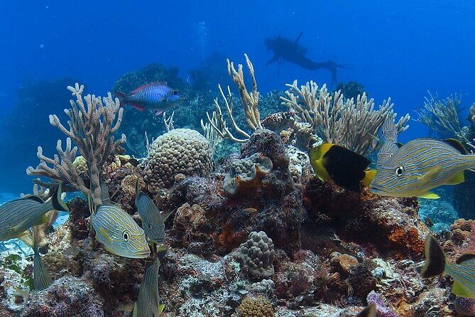 Cozumel Snorkeling Tour: Palancar, Columbia and El Cielo Reefs - Playa el Cielo: Starfish Sandbar Magic (and a Few Reality Checks)
