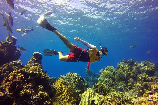 Cozumel Snorkeling Tour: Palancar, Columbia and El Cielo Reefs - Columbia Reef: Coral Formations and a More Focused Swim