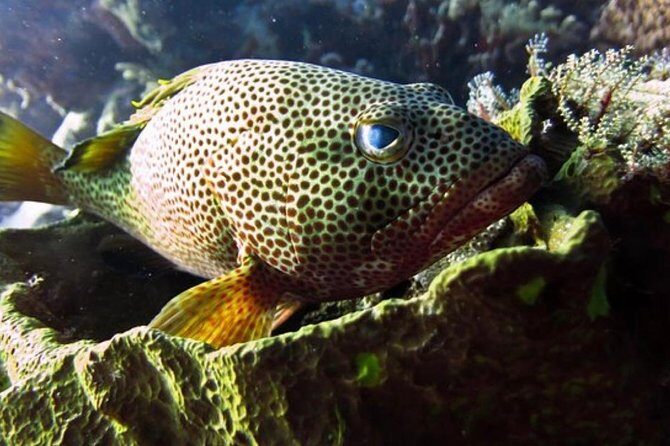 Cozumel snorkeling tour: Palancar, Columbia and El Cielo reefs - Price and Extras: Don’t Miss the $11 Marine Fee